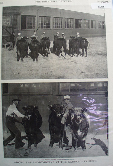 Short Horns At Kansas City Cattle Show 1902 Pictures