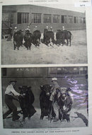 Short Horns At Kansas City Cattle Show 1902 Pictures