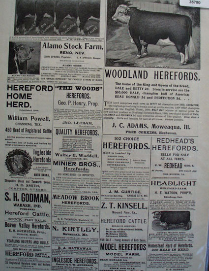 Hereford Cattle 1902 Ad.