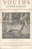 1926 picture of Rare Wapiti, photo by Roberts