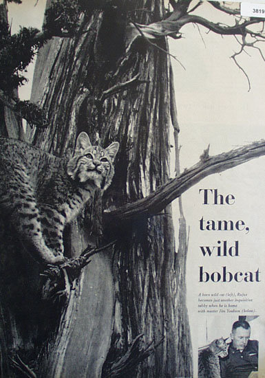 The Tame, Wild Bobcat 1959 Article
