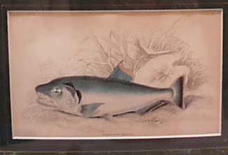 Two Fish Prints Framed This is two prints of