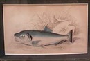 Two Fish Prints Framed This is two prints of