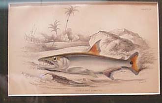 Two Fish Prints Framed This is two prints of