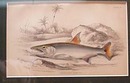 Two Fish Prints Framed This is two prints of