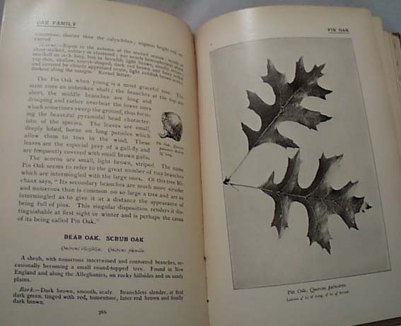 Our Native Trees by Harriet L Keeler