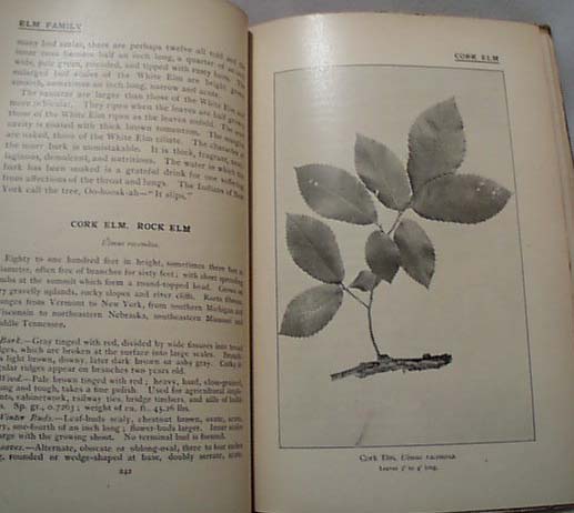Our Native Trees by Harriet L Keeler