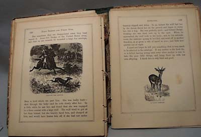 Field Friends And Forest Foes Phillis Browne