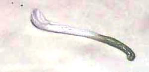 Little salt porcelain spoon beleek?
