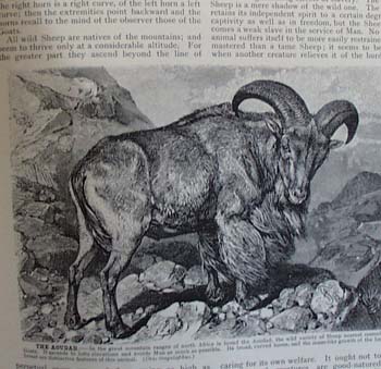 Brehm's Life of Animals Booklet