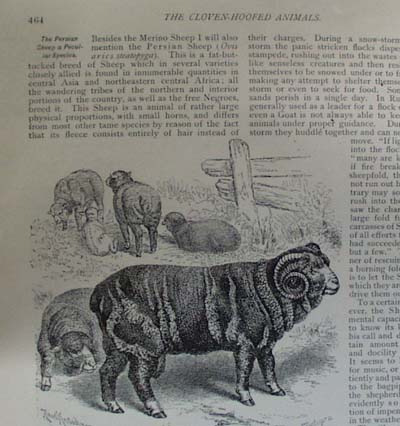 Brehm's Life of Animals Booklet