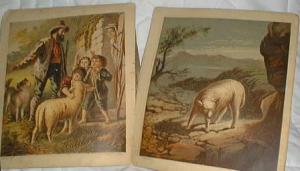6 lithos showing lambs, they are in near mint condition in this book