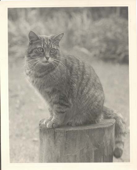 Cat photo 8 x 10