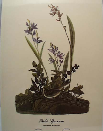 Audubon print field sparrow, spizella pusilla