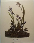 Audubon print field sparrow, spizella pusilla