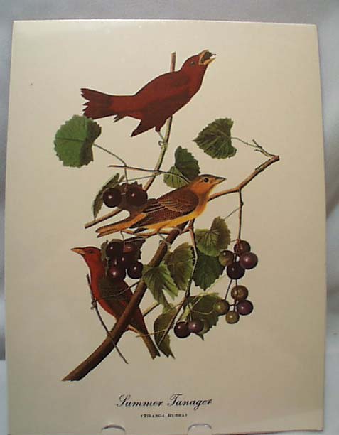 Audubon print Summer Tanager, Tiranga Rubra