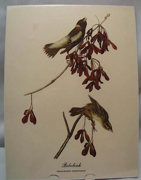 Audubon print Bobolink, Dolichonyx Oryzivorus