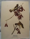 Audubon print Bobolink, Dolichonyx Oryzivorus