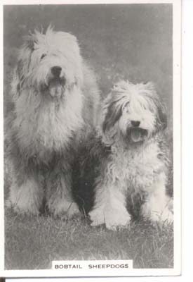 Bobtail Sheepdog real photo cigarette card.