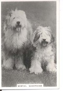 Bobtail Sheepdog real photo cigarette card.