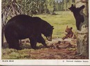 National Audubon Society Mammal Card Blk Bear