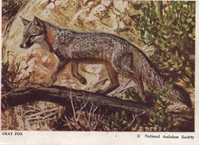 National Audubon Society Mammal Card Gray Fox