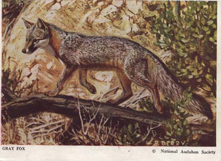 National Audubon Society Mammal Card Gray Fox