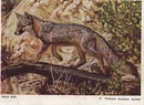 National Audubon Society Mammal Card Gray Fox
