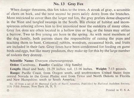 National Audubon Society Mammal Card Gray Fox