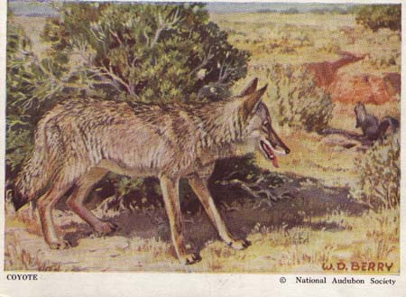 National Audubon Society Mammal Card Coyote