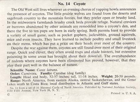 National Audubon Society Mammal Card Coyote
