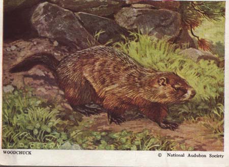 National Audubon Society Mammal Card Woodchuc