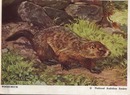 National Audubon Society Mammal Card Woodchuc