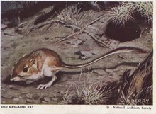 National Audubon Society Mammal Card Rat