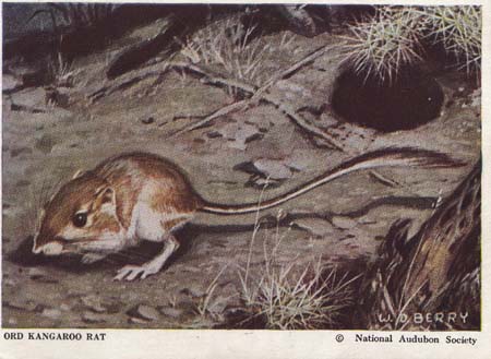 National Audubon Society Mammal Card Rat