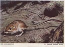 National Audubon Society Mammal Card Rat