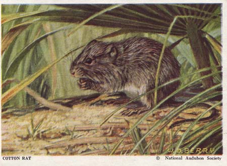 National Audubon Soc Mammal Card Cotton Rat