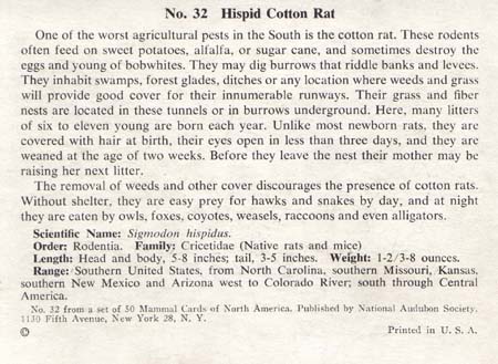 National Audubon Soc Mammal Card Cotton Rat