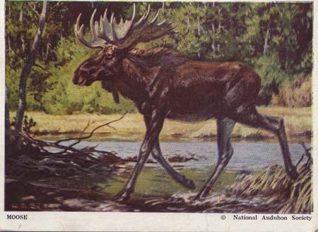 National Audubon Society Mammal Card Moose