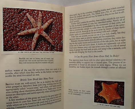 National Audubon1954 Life in PacificTide Pool