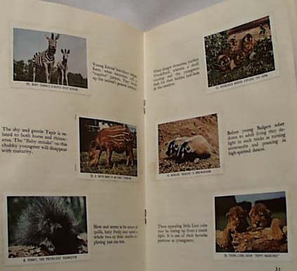 National Audubon 1954 Animal Children Book
