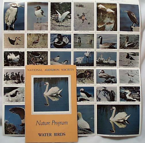 National Audubon 1956 Book Water Birds