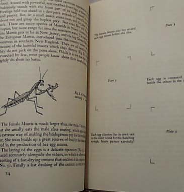 National Audubon 1955 Metamorphosis Book
