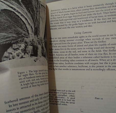 National Audubon 1956 Meadows and the Forest