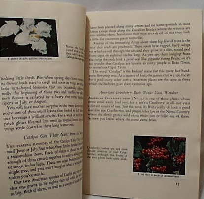 National Audubon 1956 Flowering Trees Shrubs