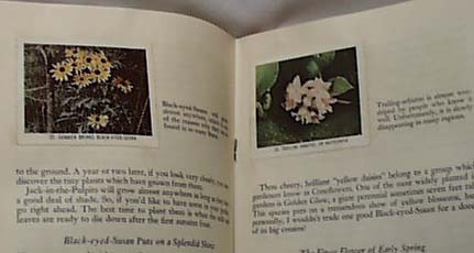 National Audubon 1954 Favorite Wildflowers