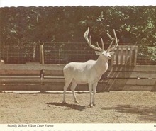 White Elk at Deer Forest, Michigan Post card