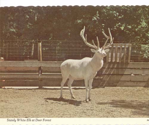 White Elk at Deer Forest, Michigan Post card