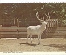 White Elk at Deer Forest, Michigan Post card
