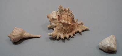 2 sea shells and rock